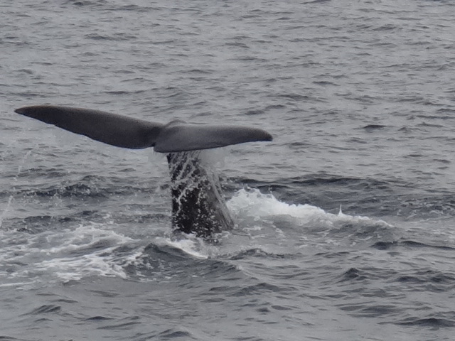 tour 1 sperm whale fluke - Bajawhale.com