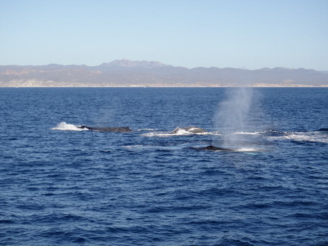 Baja Whalewatching Tours - Bajawhale.com