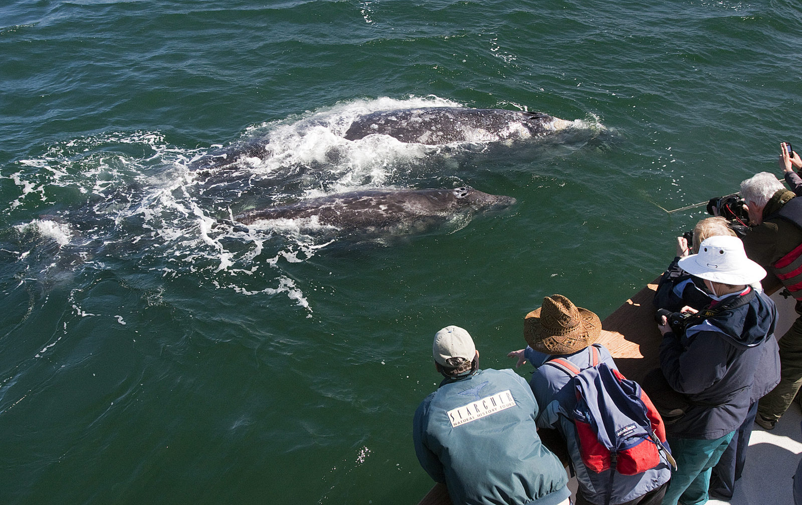 Baja Whale Watching Tours - Bajawhale.com