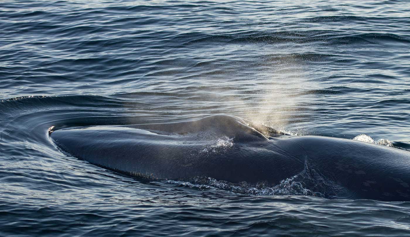 Baja Whalewatching Tours - Bajawhale.com