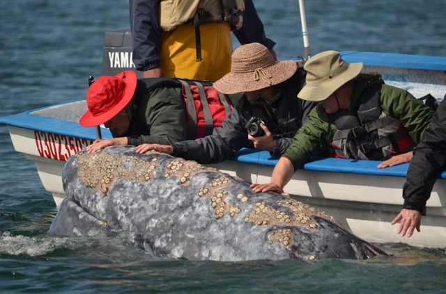 Rob-servations #4 Gray Whale Identification - Bajawhale.com