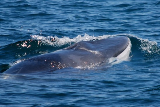 Rob-servations #6 Fin whale identification - Bajawhale.com