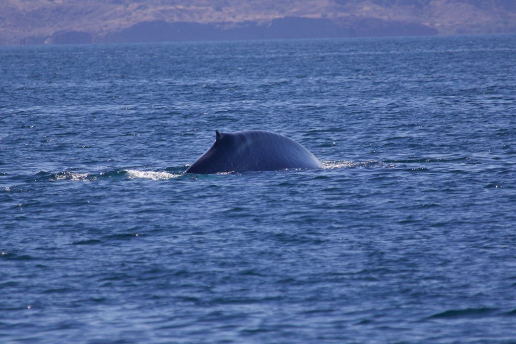 Tour #6 (Apr 8-15, 2018) – Islas San Benito - Bajawhale.com