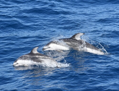 2025 Baja Whale Watching Tour with Traveling Naturalist Feb 7 -16, 2025