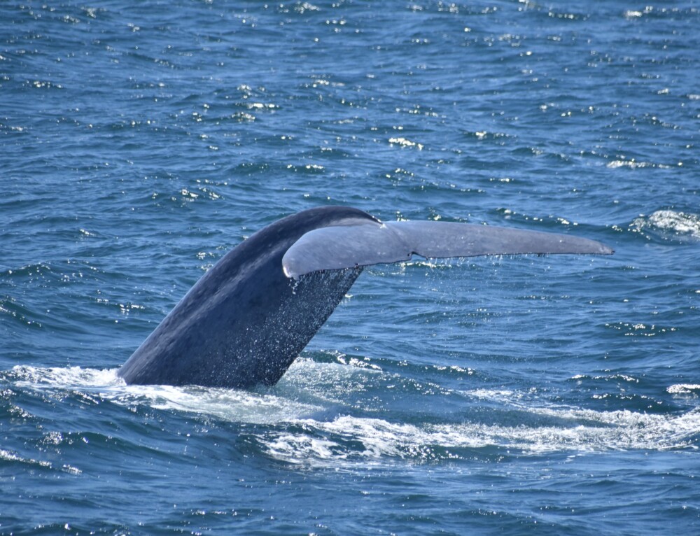 Pelagic Birding Trip - Bajawhale.com