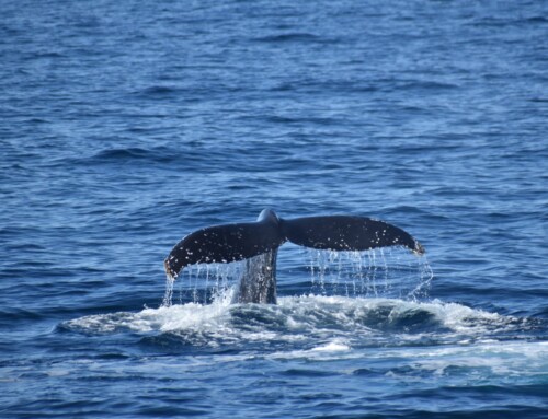 2025 Baja Whale Watching Tour with Naturetrek Days 7 – 11