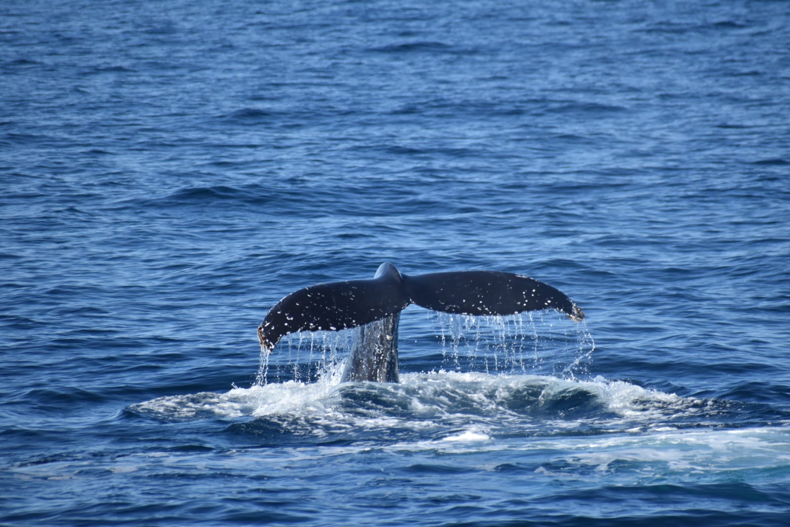 Whale Tail