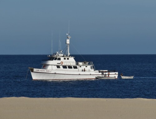 2025 Baja Whale Watching Tour with Traveling Naturalist – Days 6 & 7